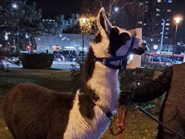 Lama Gaštan