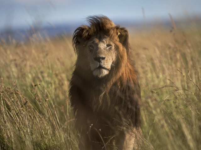 Lev / Levy / Lions /