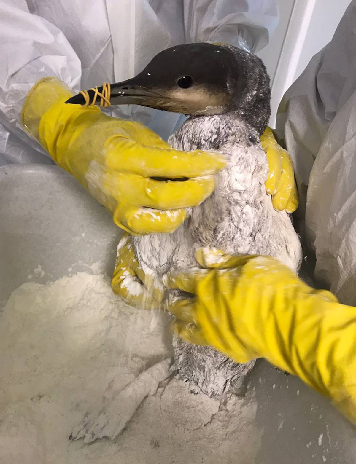 Russia / Oil / Spill /
