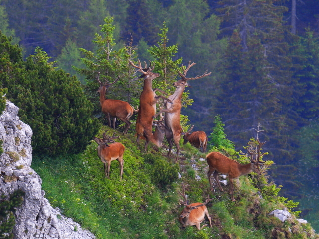 jelen, Karpaty