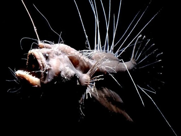 humpback anglerfish (Melanocetus johnsonii)