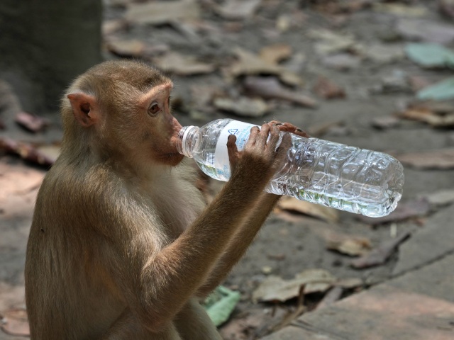 Monkey / Opica /