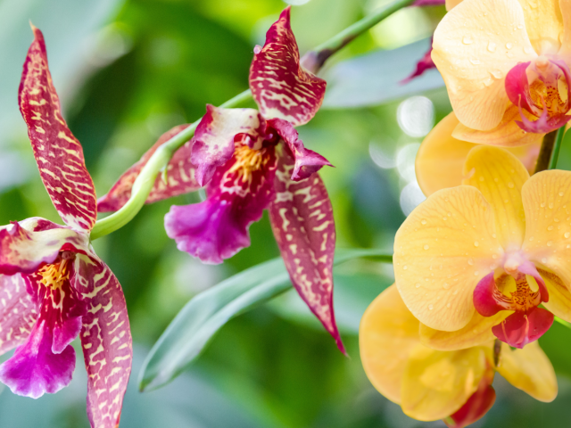 orchidey