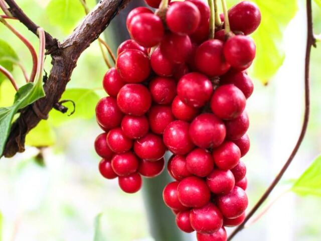 schizandra