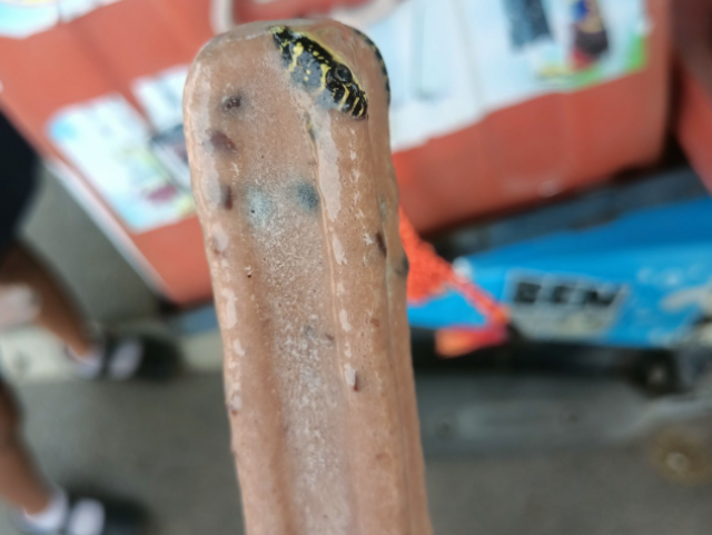 nanuk