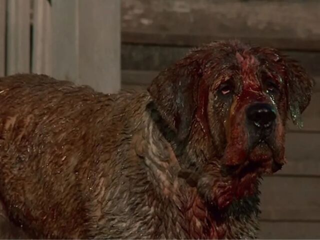 cujo