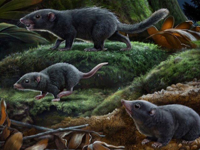 cicavce, dinosaury