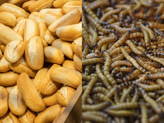 pečivo, larvy, červy
