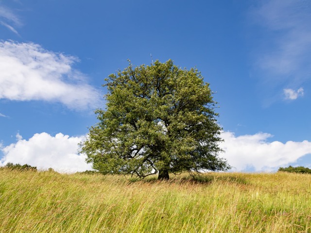 bošácka hruška, hruška planá, Bošáca