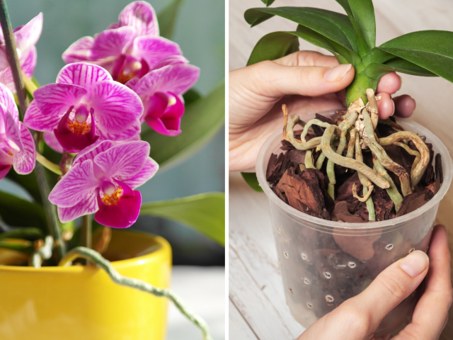 orchidea