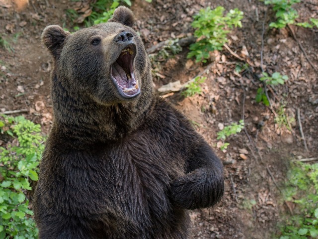 Bear / Medveď hnedý /