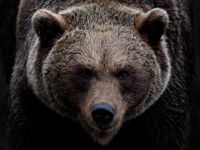 Brown Bear / Medveď /