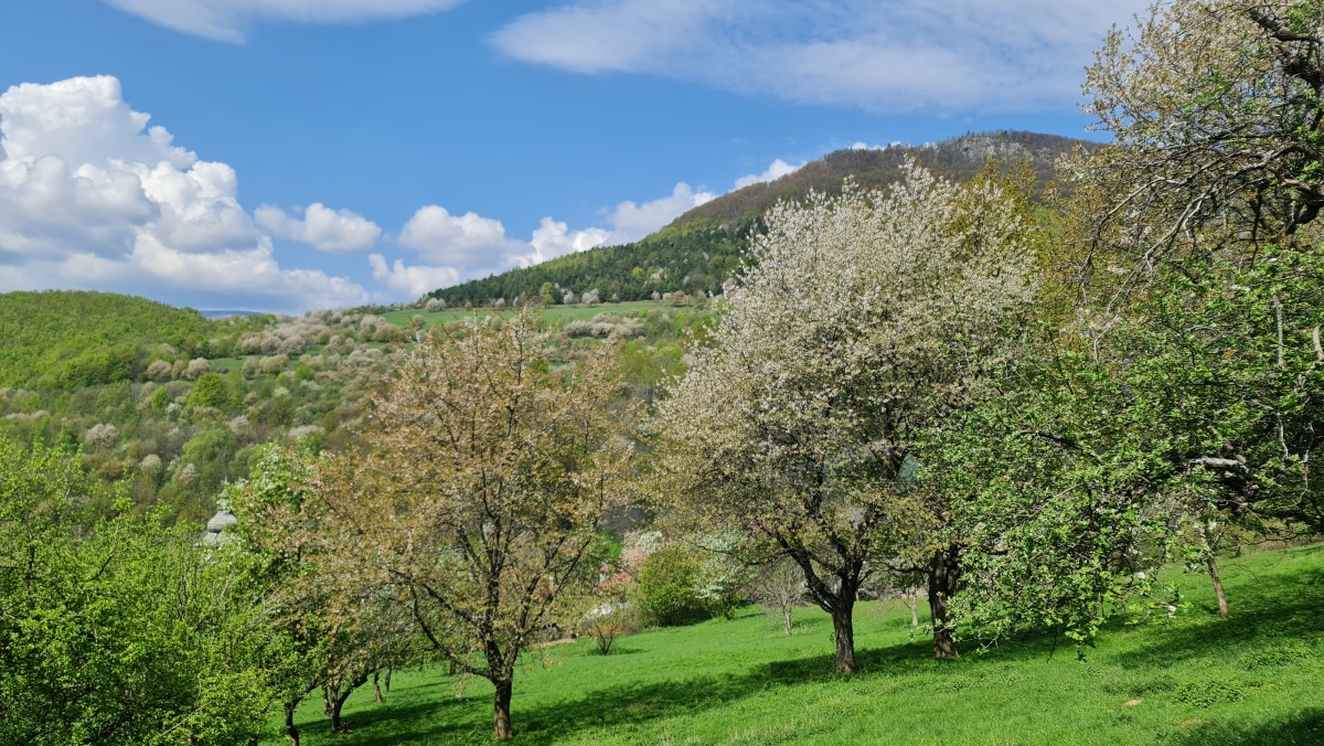 Čerešne v Brdárke