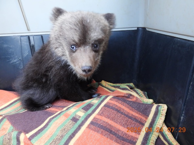 medvieďa, zoo, Bojnice