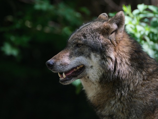 Vlk dravý / Wolf /