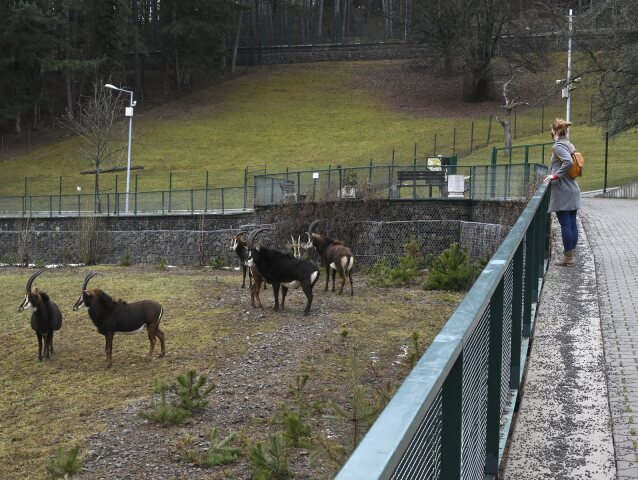 Bojnice ZOO  antilopy