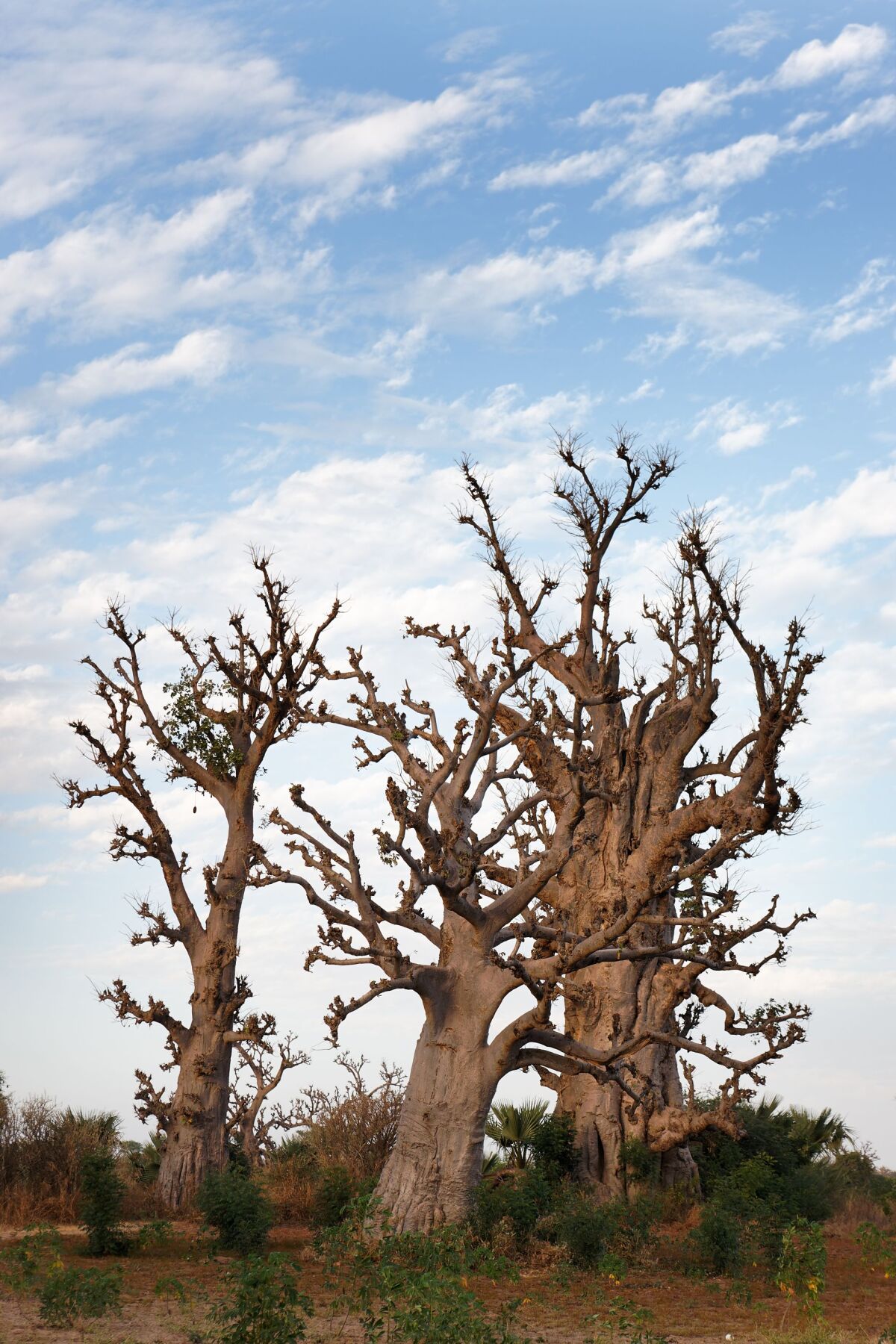 Sokotra, baobab