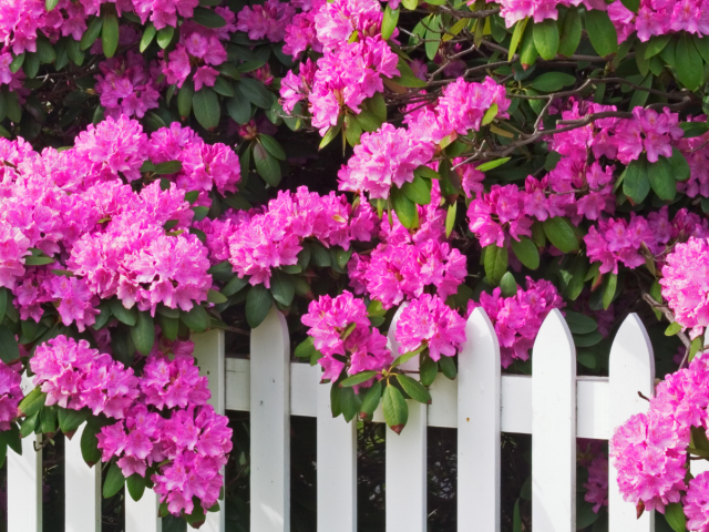 rododendron