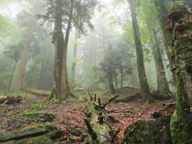 karpaty, prales, rumunsko, arpasul mare