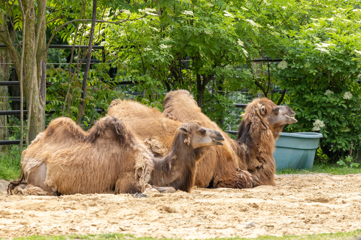 ZOO, zoologická záhrada,