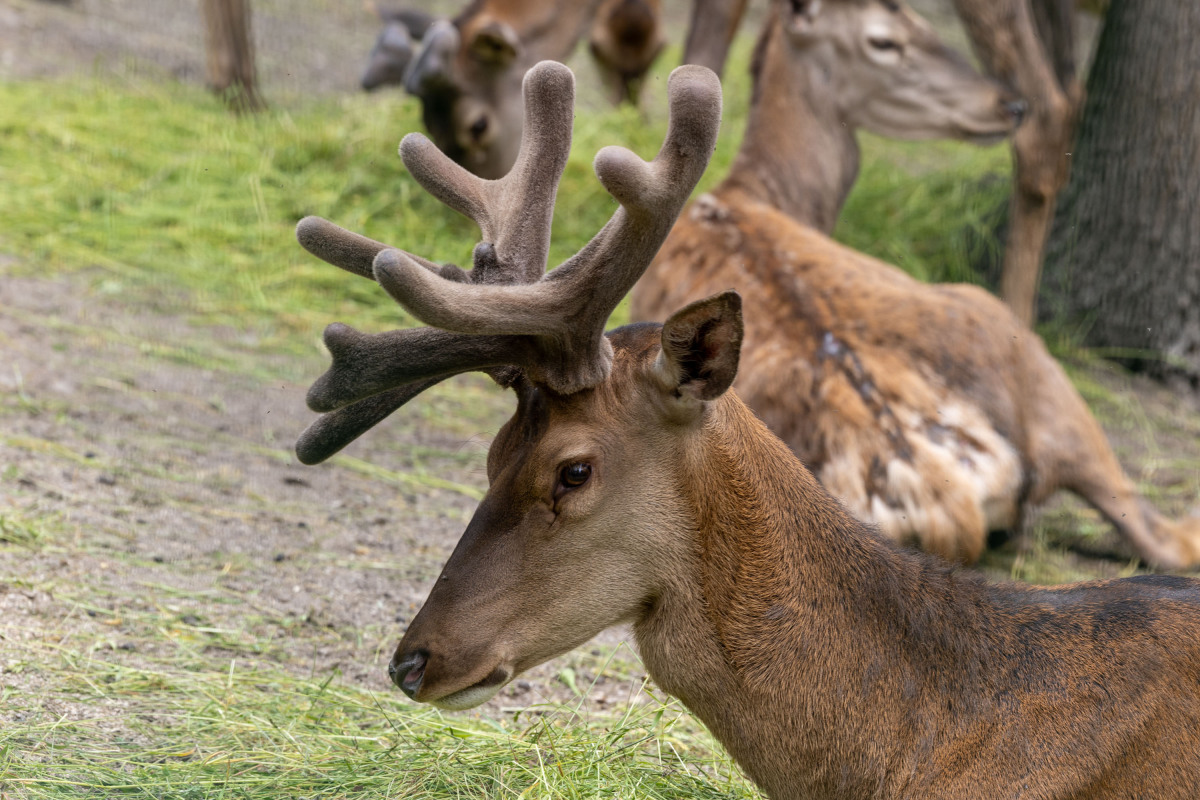 ZOO, zoologická záhrada,