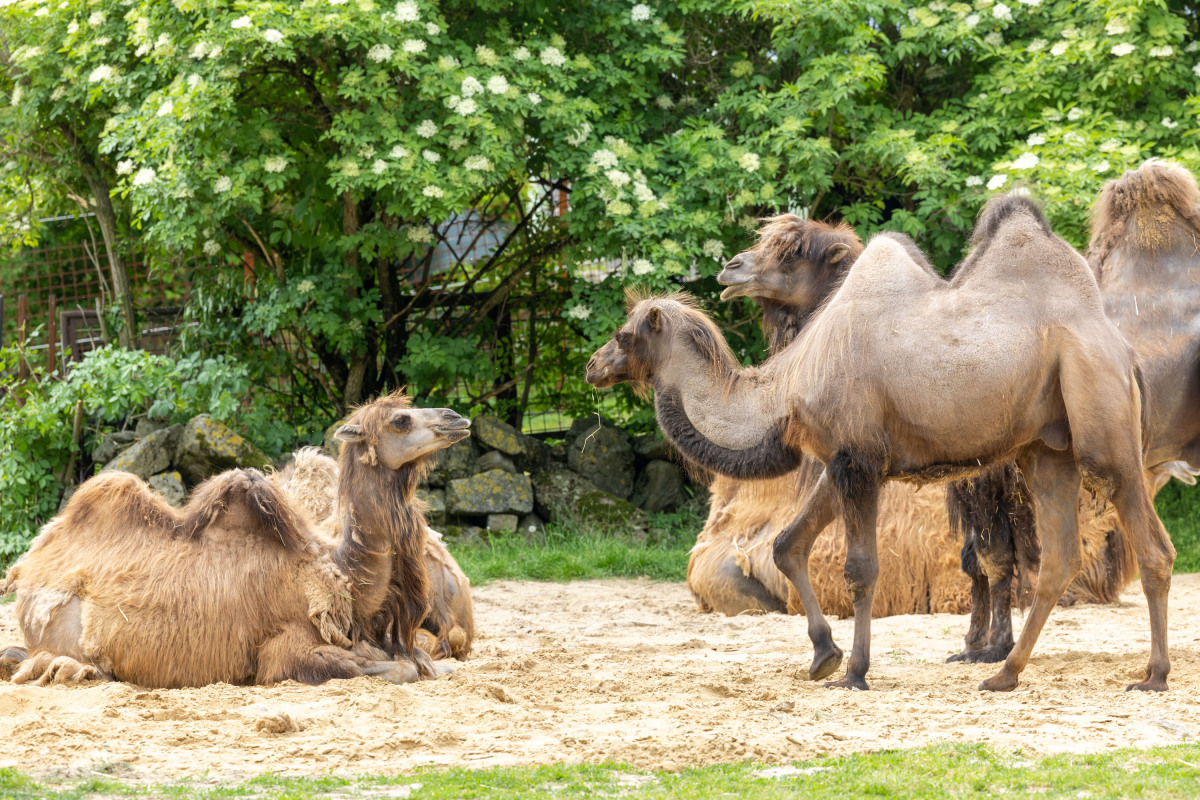 ZOO, zoologická záhrada,