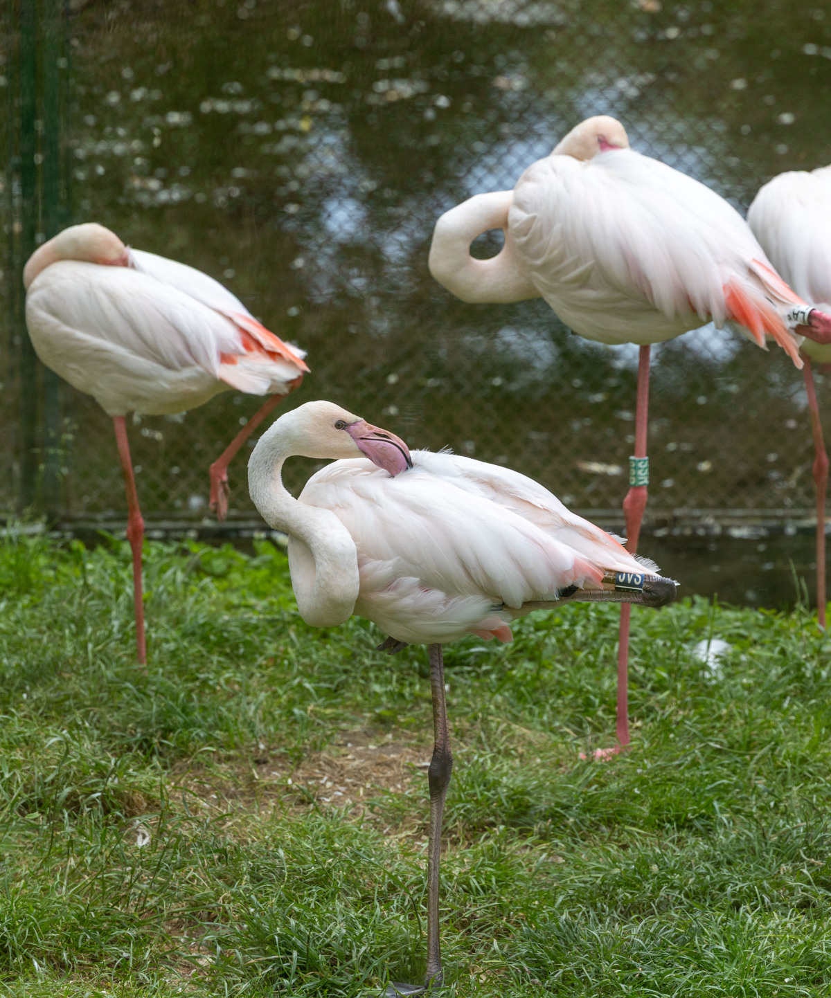 ZOO, zoologická záhrada,