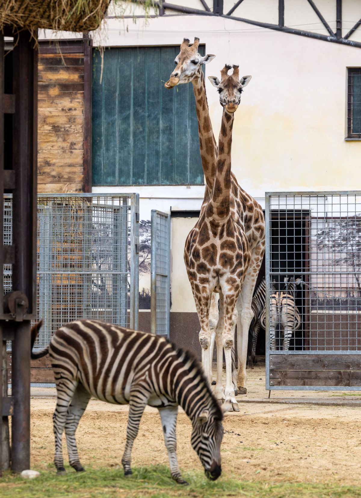 ZOO, zoologická záhrada,