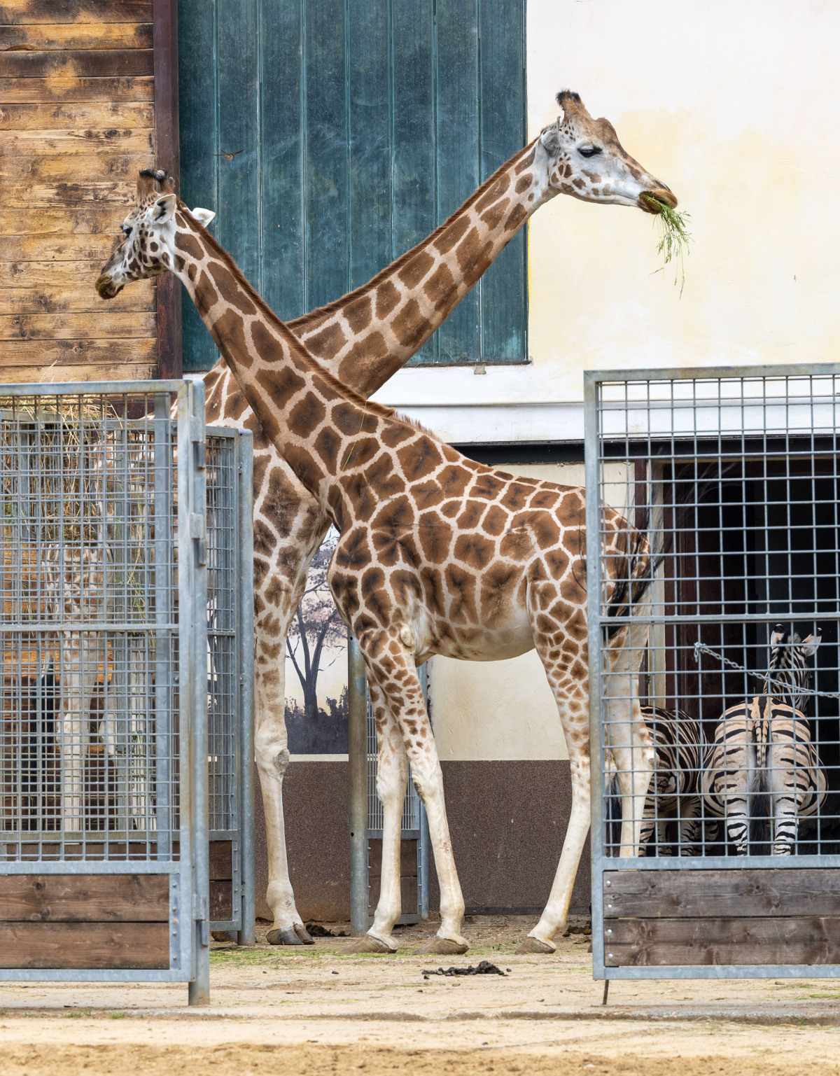 ZOO, zoologická záhrada,