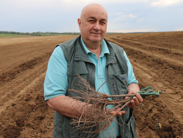 Vladislav Chablijev, sadenica, víno
