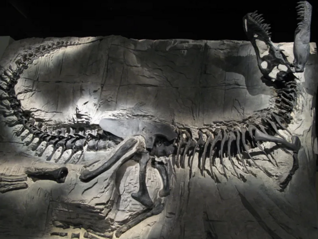 Khankhuuluu mongoliensis, tyranosaurus