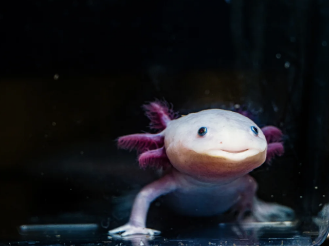 Axolotl, obojživelník