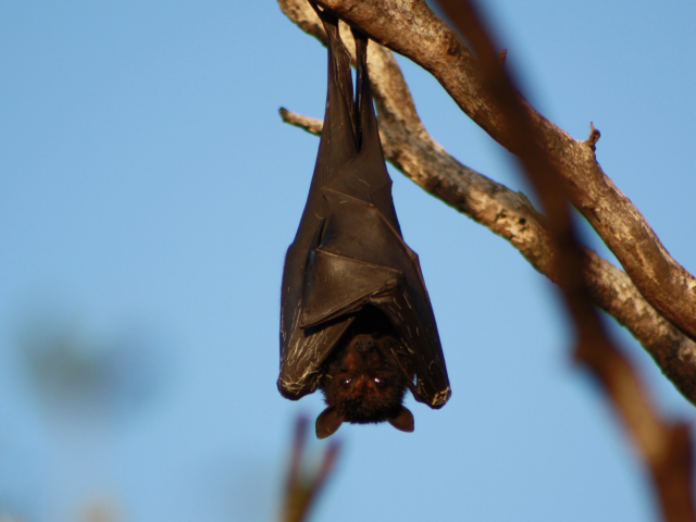 netopier virus