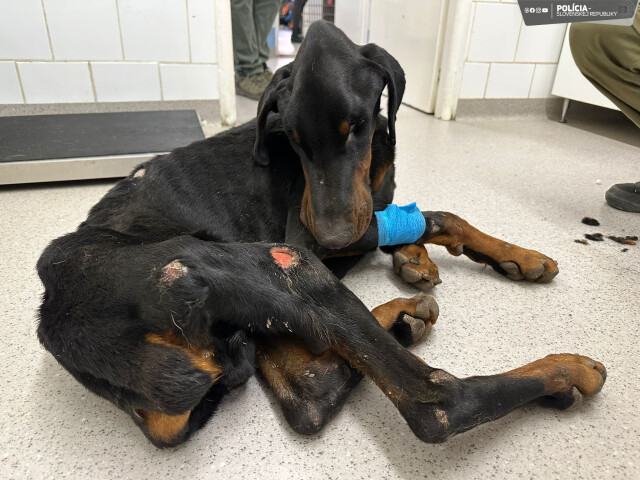 doberman