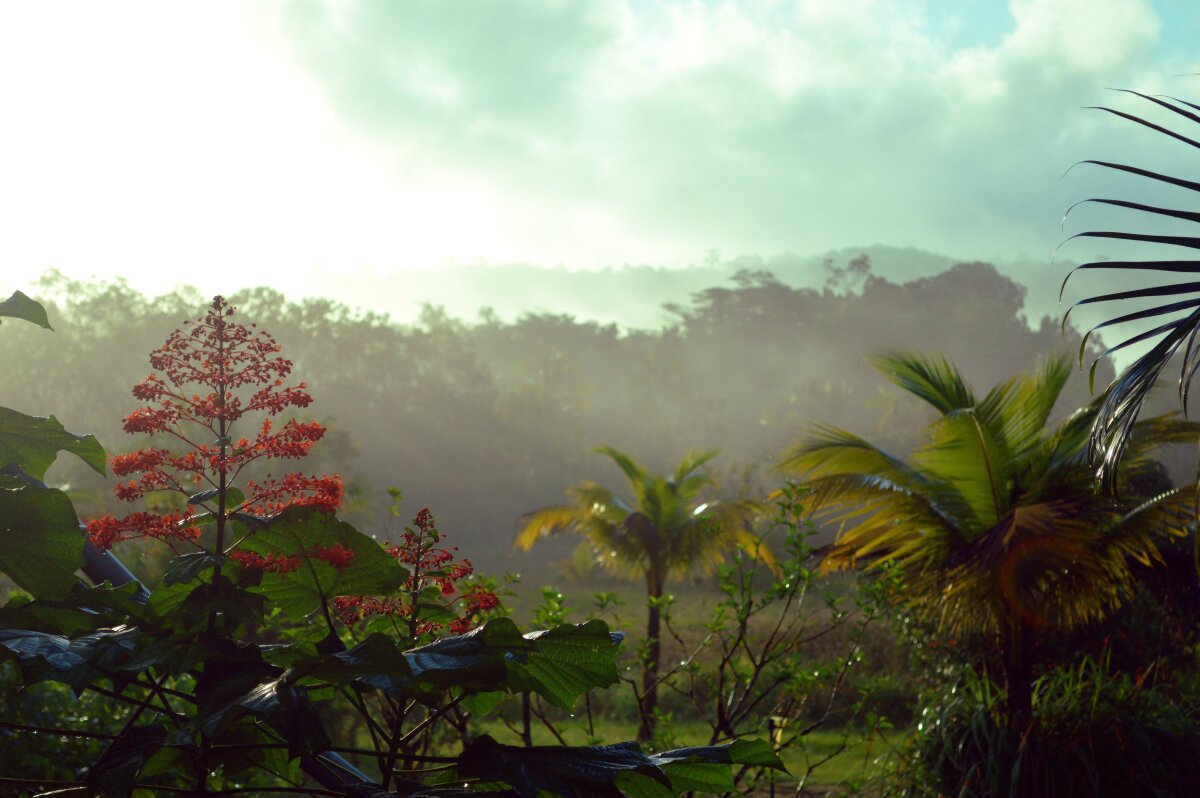 guyana, príroda, stromy, les, rastliny