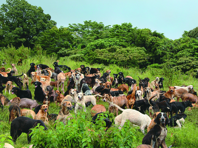 Territorio de Zaguates