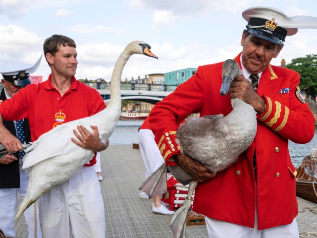 Swan Upping, Británia, labute