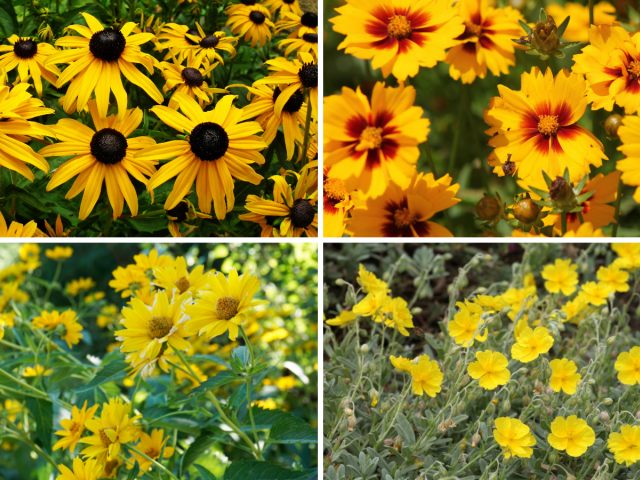 rudbekia, kráska, devätorník, slnečnica,