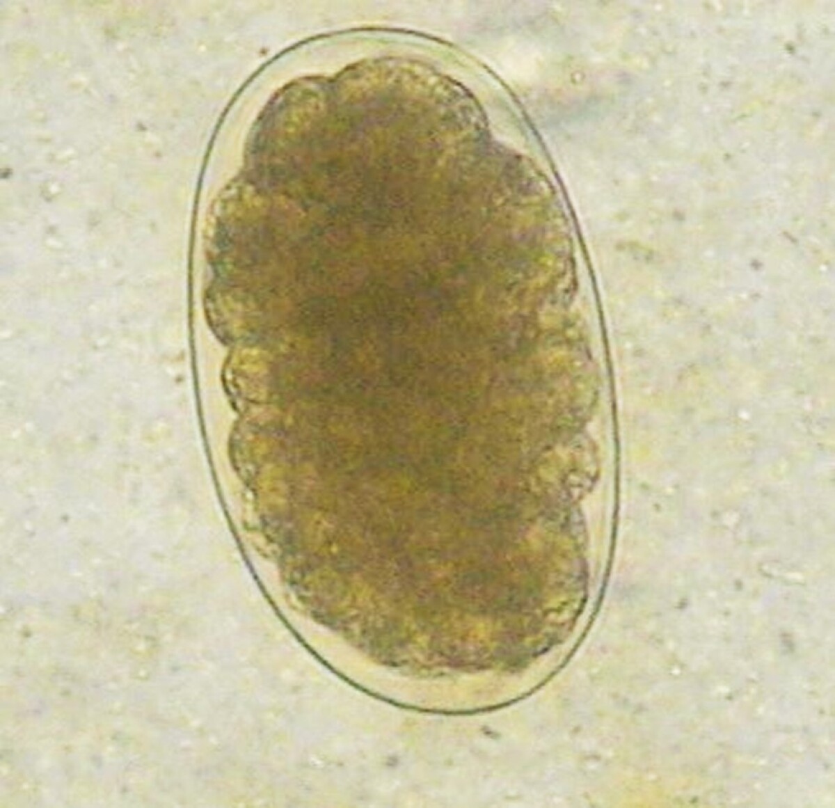 Ancylostoma duodenalem, vajíčko