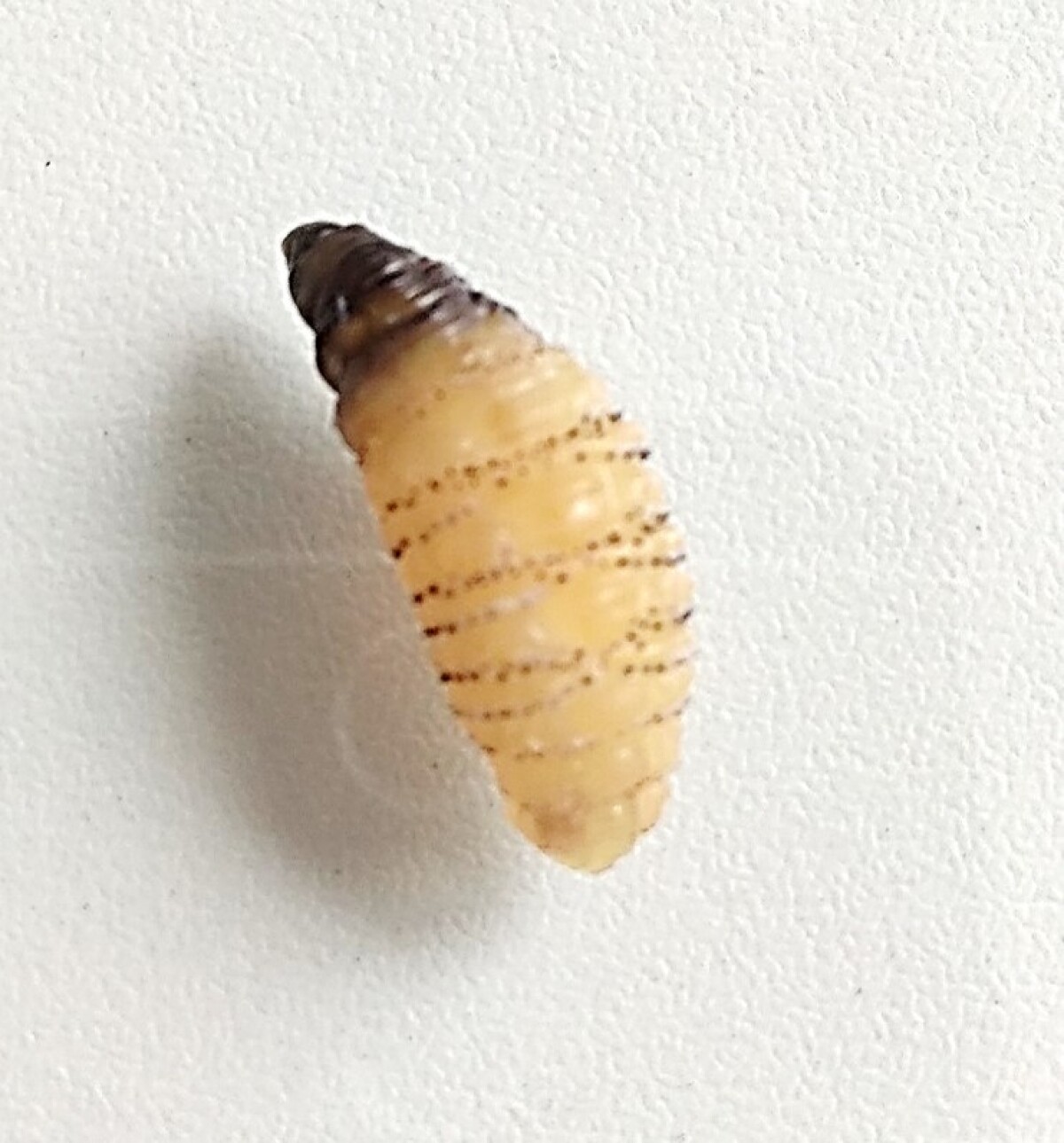 Dermatobia hominis, parazitická mucha, parazit