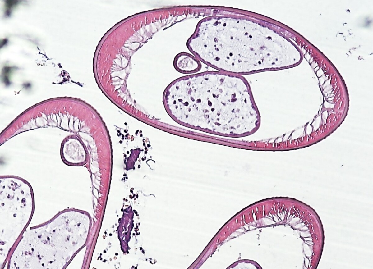 Dirofilaria repens, červ, parazitický červ, filarióza