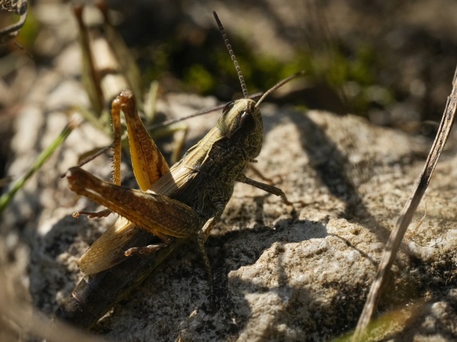 Grasshopper  /Kobylky /