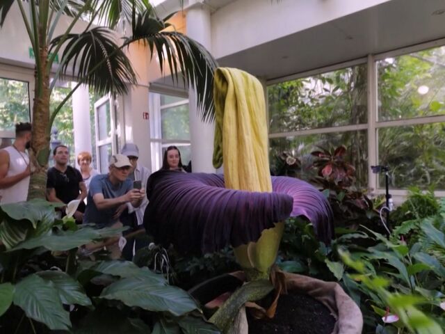 AMORPHOPHALLUS TITANUM