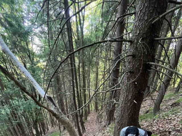 pátranie, pes, turista, veľká fatra