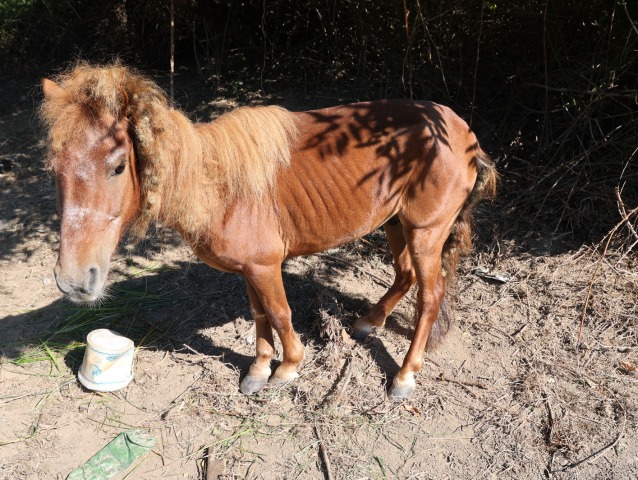 Kôň / Pony /