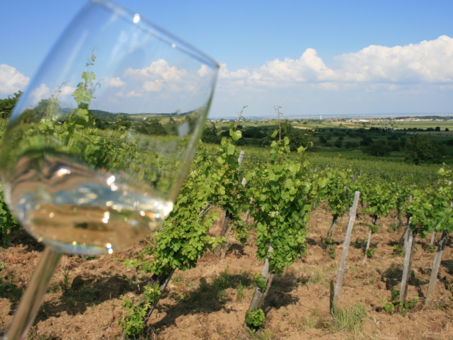 Vinice