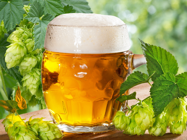 pivo, chmeľ,