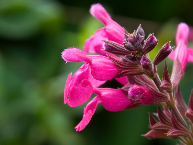 šalvia, Salvia greggii,
