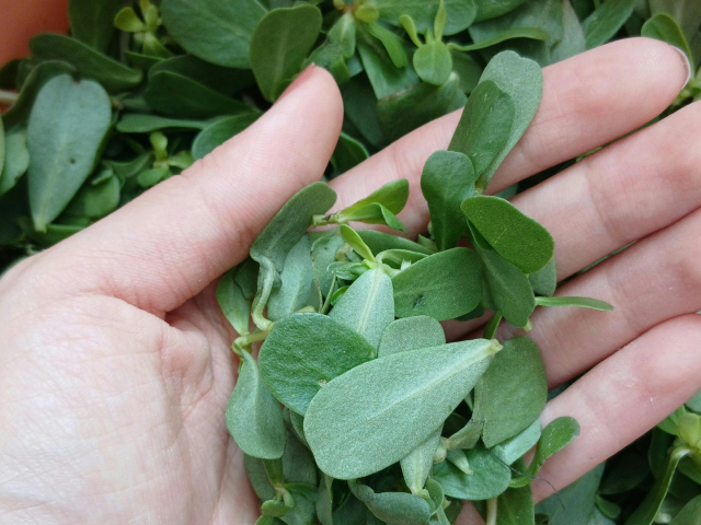 portulaca oleracea