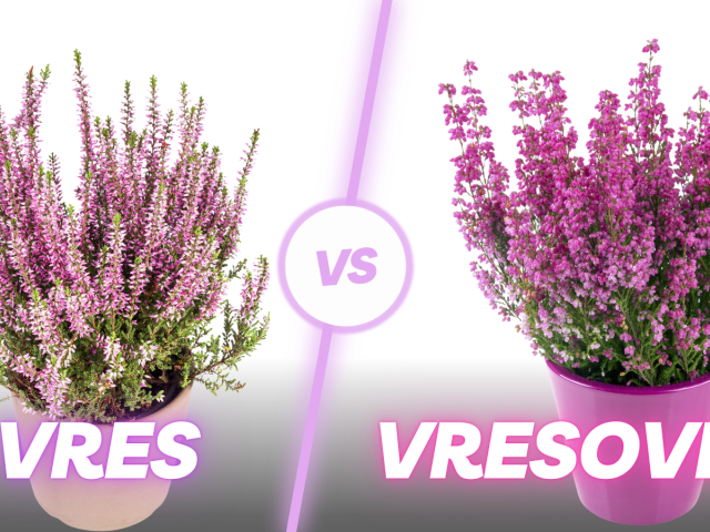 vres, vresovec,